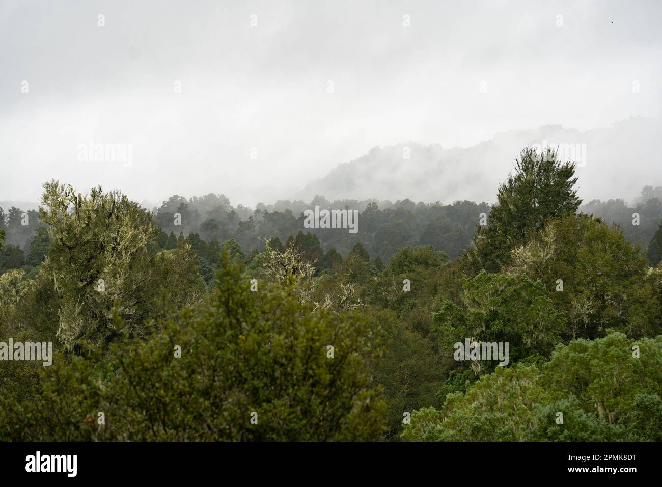 Fog covering the ancient podocarp forest in Whirinaki Conservation Park ...