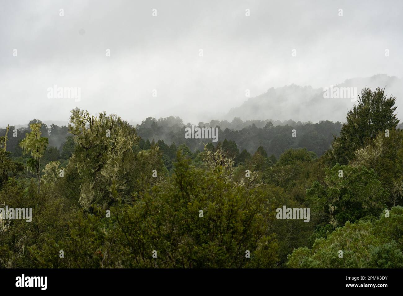 Fog covering the ancient podocarp forest in Whirinaki Conservation Park ...