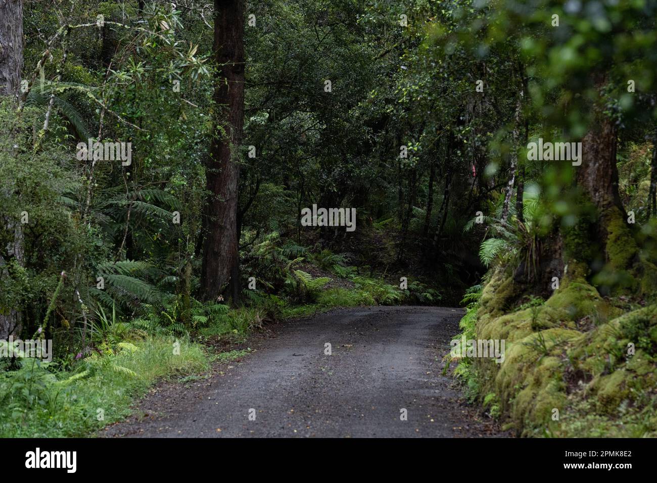 Track through an ancient podocarp forest featuring rimu, kahikatea