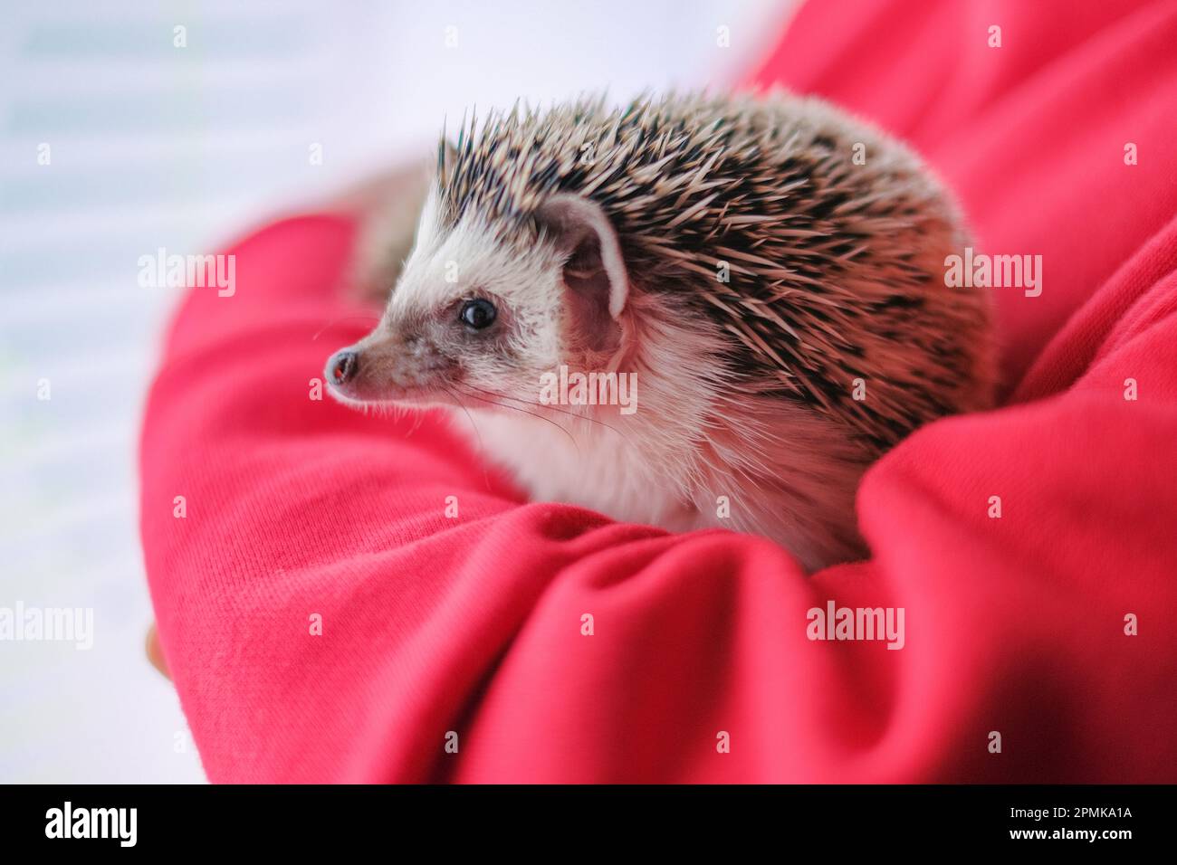 Hedgehog. pair of hedgehogs in the arms. African pygmy hedgehog close