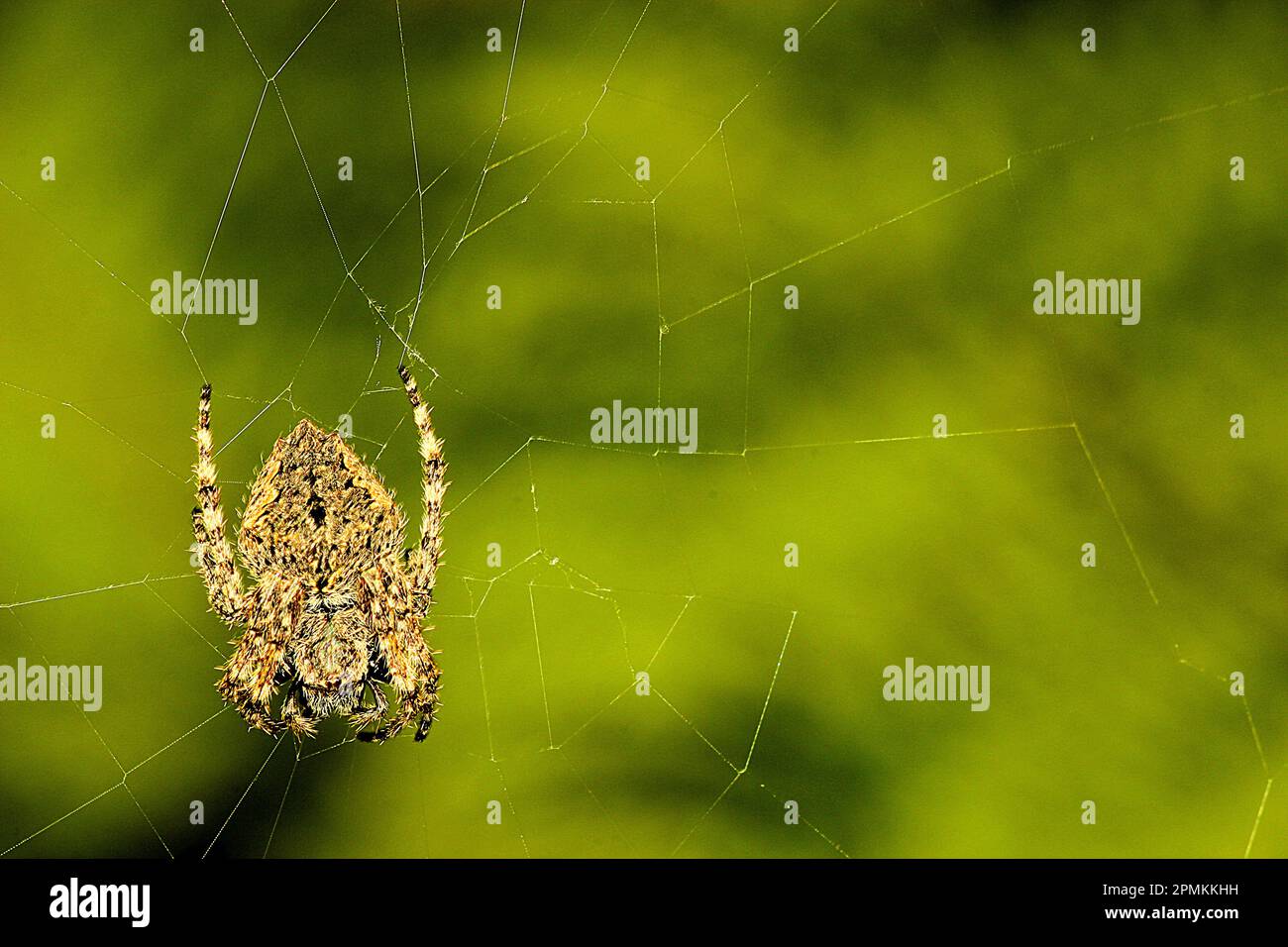 Orbweb spider (Socca pustulosa) Stock Photo