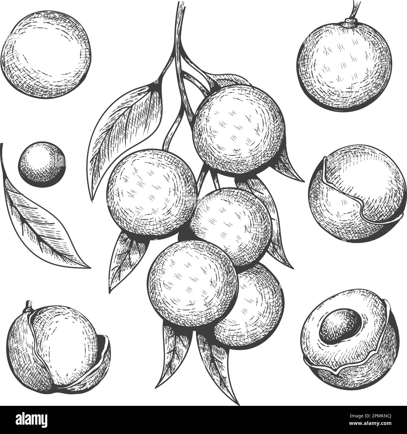 Longan Engraving Longans Bunch Peelled And Half Fruits Seed Sketch