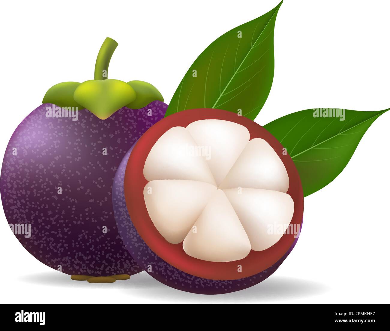 Realistic mangosteen on transparent background Stock Vector