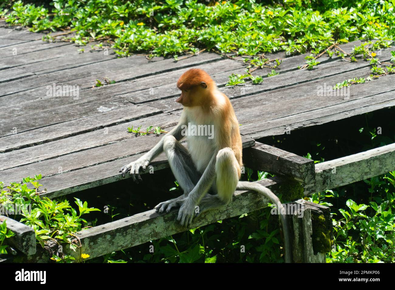 Wild Proboscis monkey or Nasalis larvatus, in the rainforest of island ...