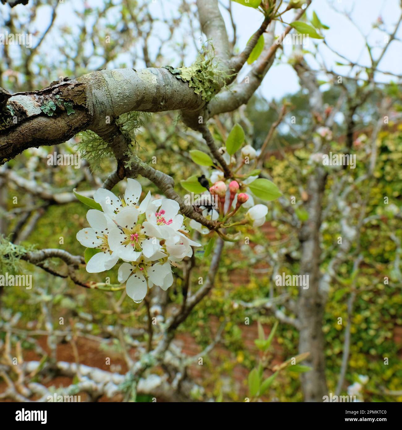 Spring time white flower blossoms and buds on a Seckel variety pear tree, part of the Pyrus communis pear family. Stock Photo