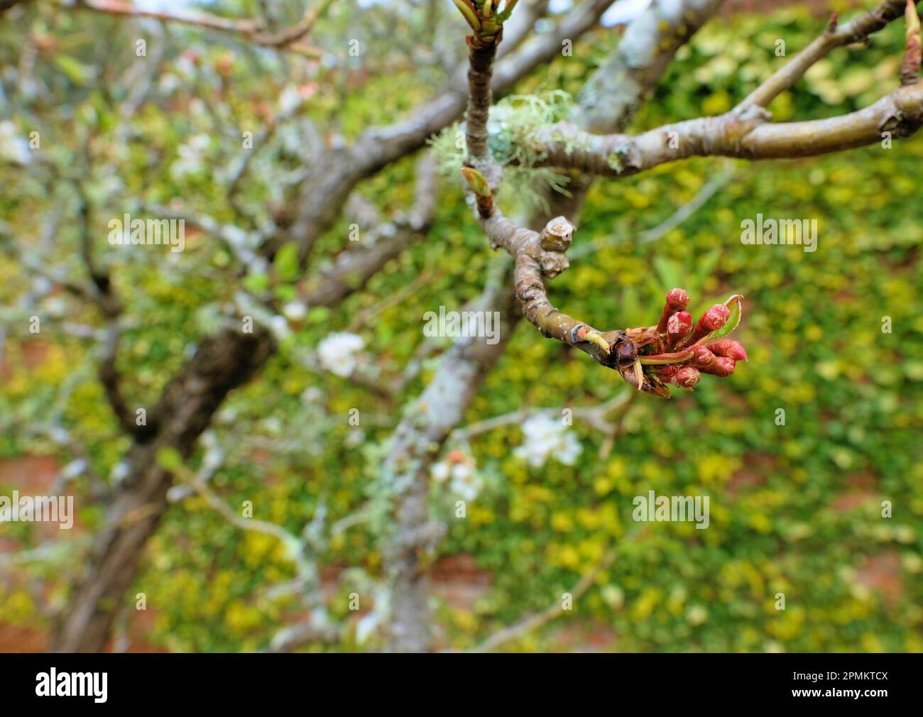 Spring time flower buds waiting to bloom on a Seckel variety pear tree, part of the Pyrus communis pear family. Stock Photo