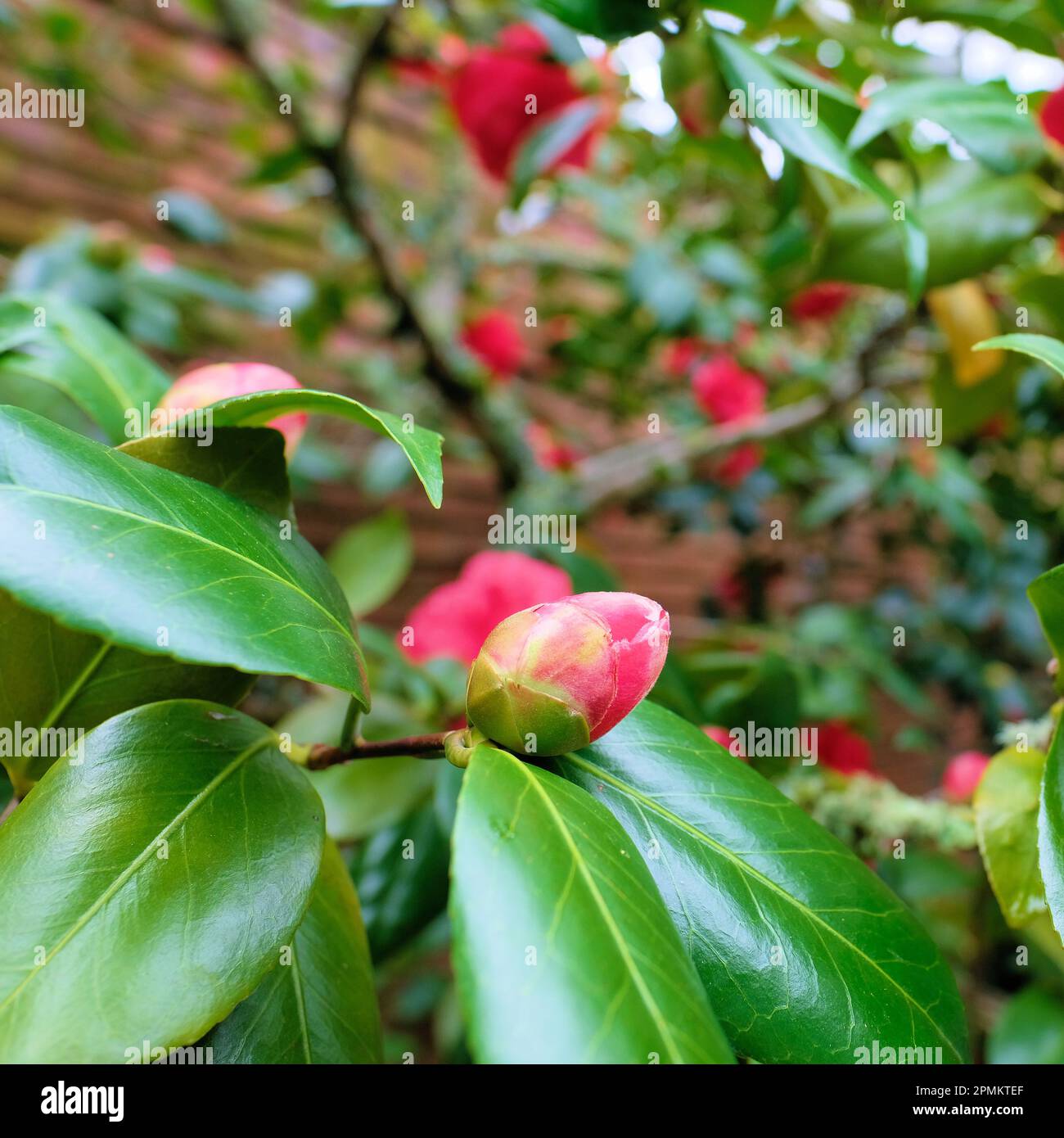 Camellia japonica "Mathotiana Rosea" buds getting ready to blossom and