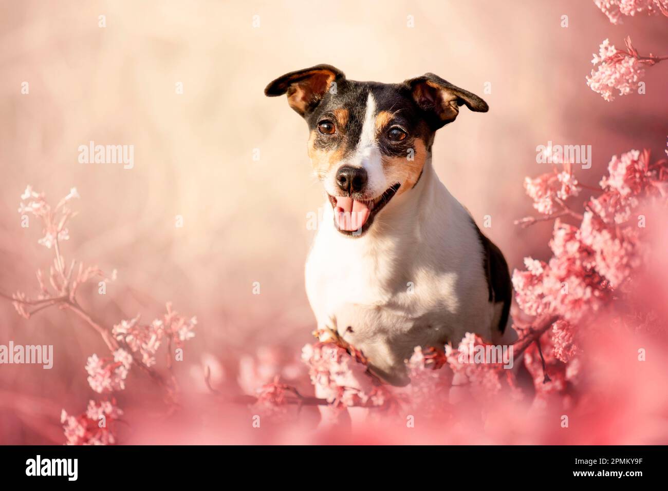 Spring portrait of a dog in pink flowers. Spring is the most beautiful ...