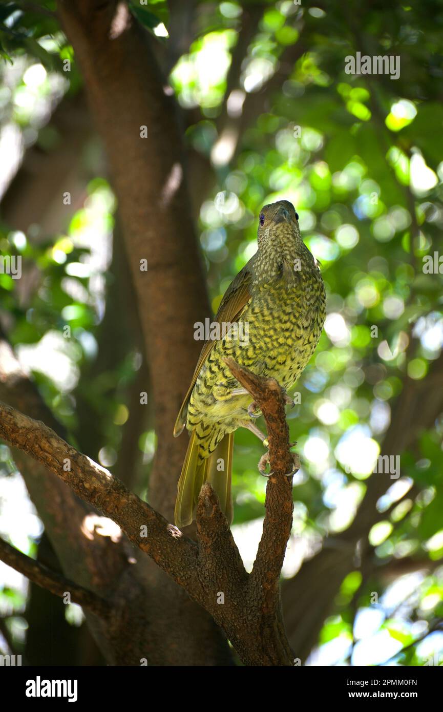 Female Satin Bowerbirds (Ptilonorhynchus Violaceus) are completely