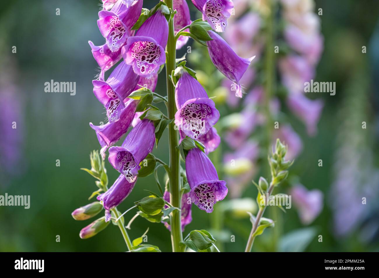 Beautiful foxglove (Digitalis purpurea) flowers at the Atlanta