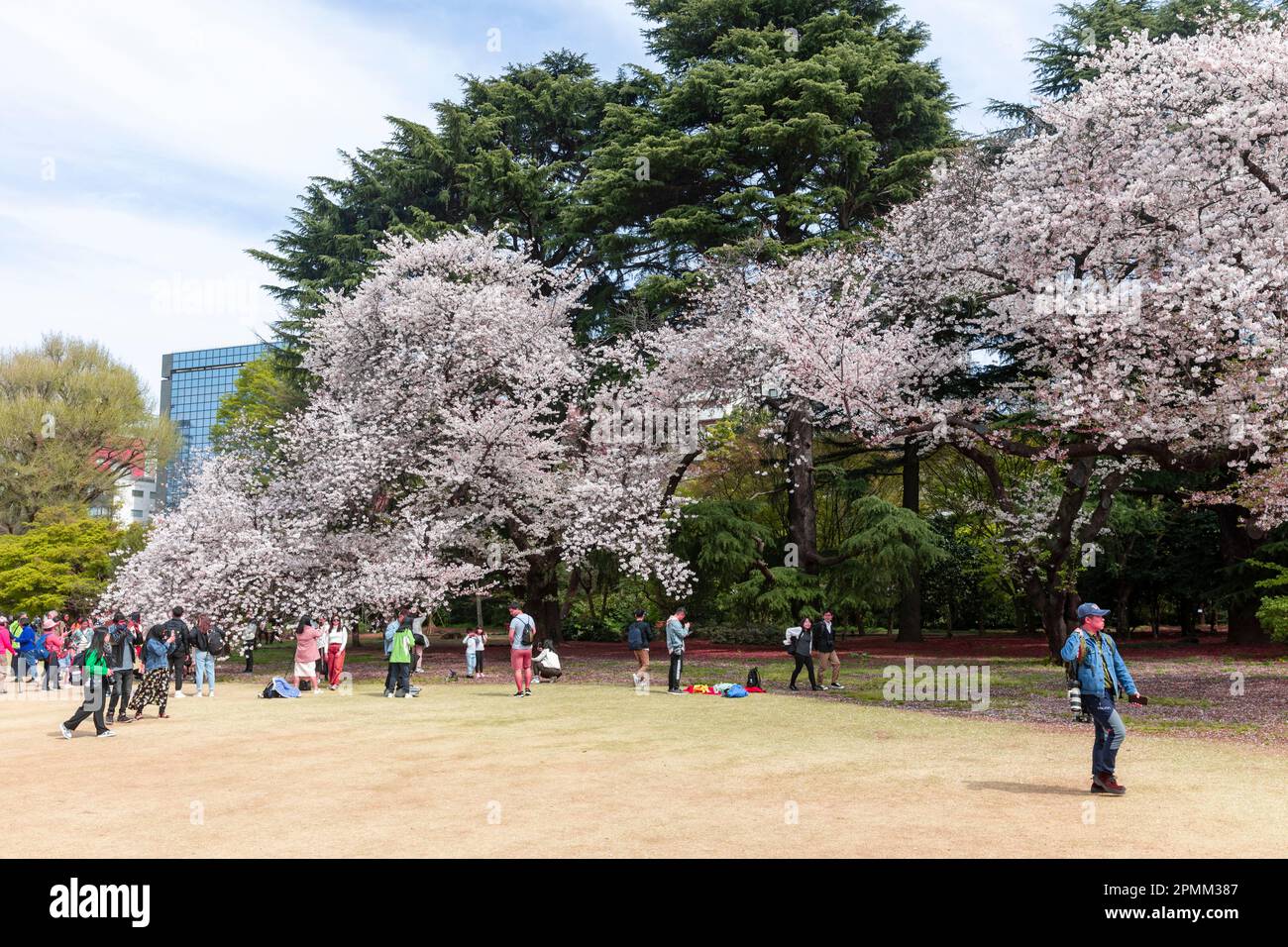 Cherry blossoms Tokyo, April 2023 and cherry blossom blooms in Shinjuku Gyoen park in central