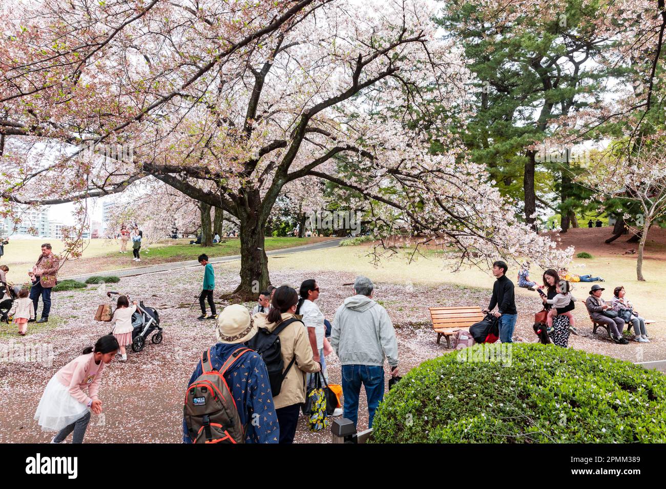 Cherry blossoms Tokyo, April 2023 and cherry blossom blooms in Shinjuku Gyoen park in central