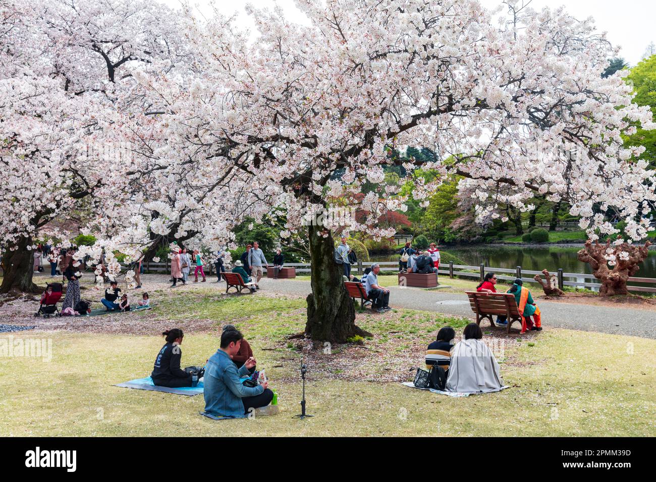 Cherry blossoms Tokyo, April 2023 and cherry blossom blooms in Shinjuku