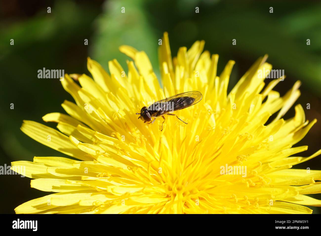 Closeup female hoverfly Platycheirus albimanus, family hoverflies (Syrphidae) on the flower of Taraxacum officinale, the common dandelion, Stock Photo