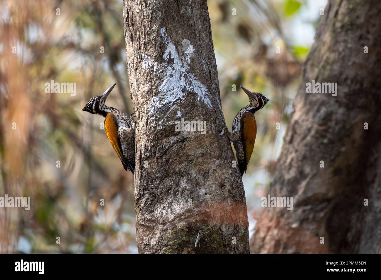 Greater flameback (Chrysocolaptes guttacristatus) also known as greater goldenback, large golden-backed woodpecker, observed in Rongtong in West Benga Stock Photo
