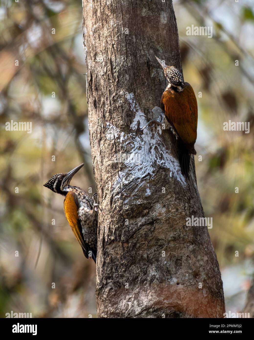 Greater flameback (Chrysocolaptes guttacristatus) also known as greater goldenback, large golden-backed woodpecker, observed in Rongtong in West Benga Stock Photo