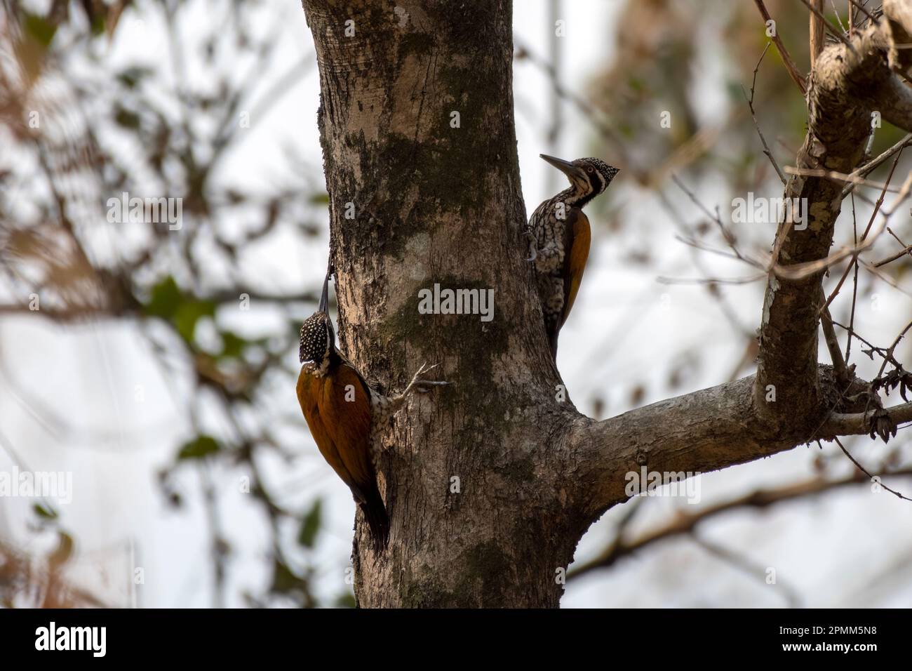 Greater flameback (Chrysocolaptes guttacristatus) also known as greater goldenback, large golden-backed woodpecker, observed in Rongtong in West Benga Stock Photo