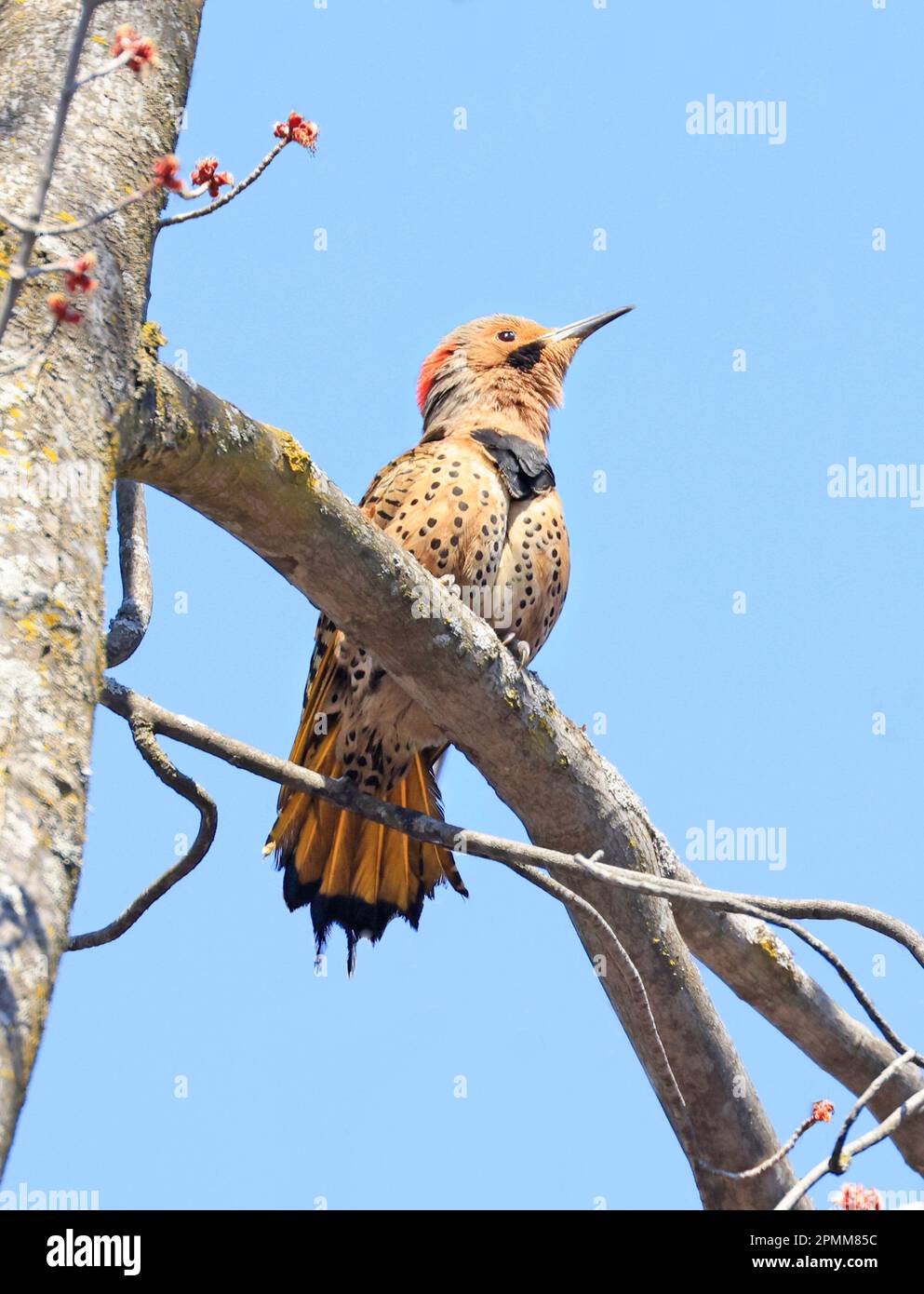 Northern Flicker perched on the tree trunk, Quebec, Canada Stock Photo