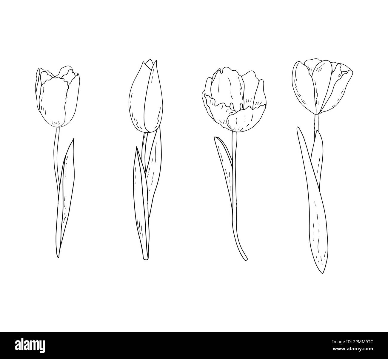 Hand-drawn vector set of outline tulips with shading Stock Vector Image ...