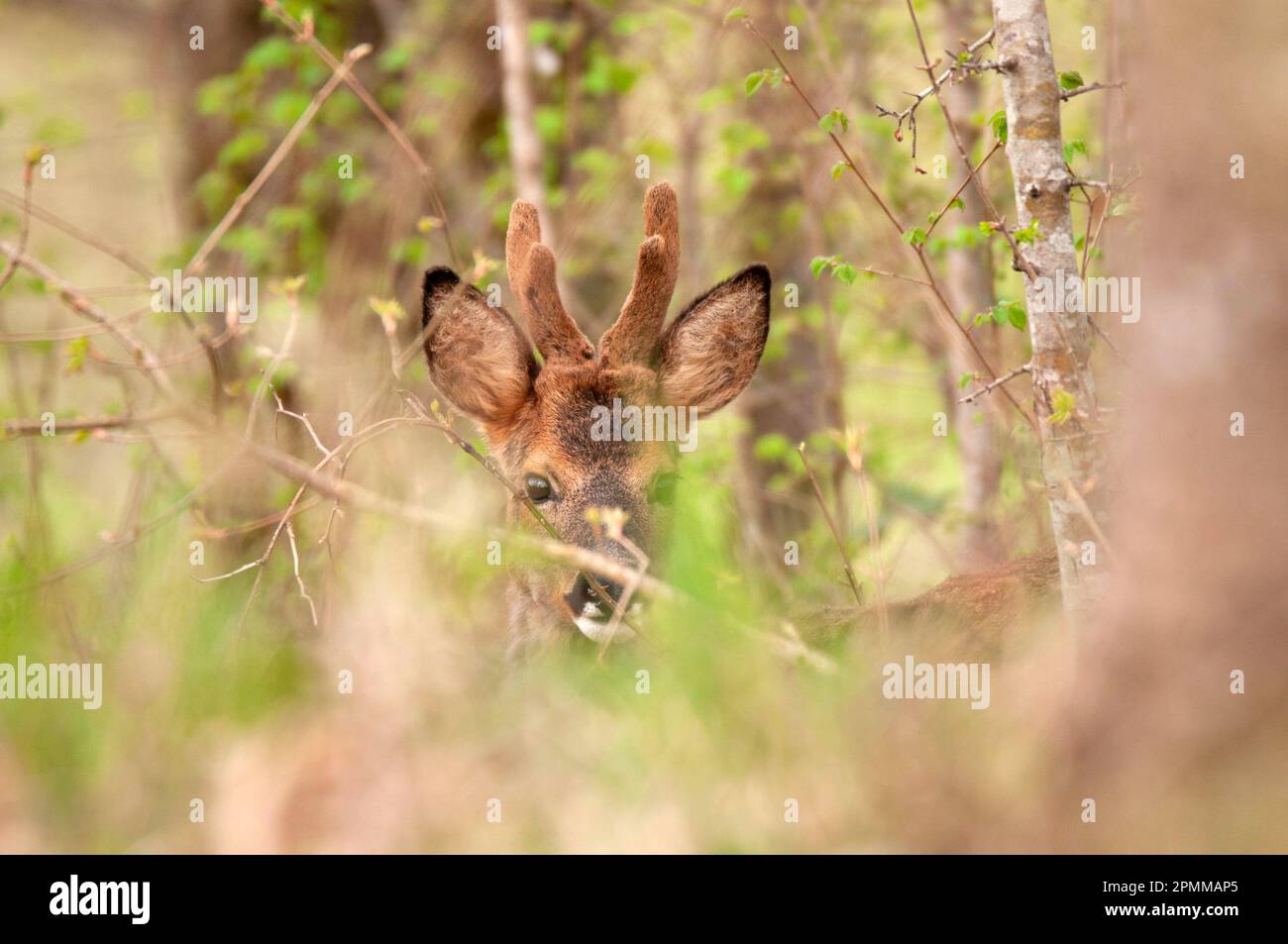 Young roe deer in hi-res stock photography and images - Alamy