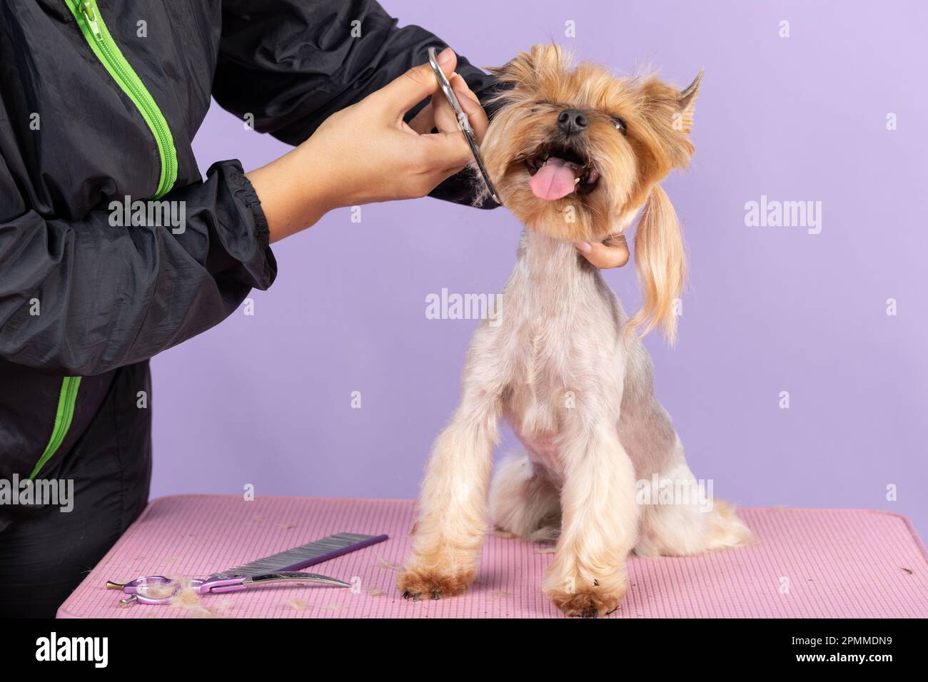 Yorkie muzzle clearance