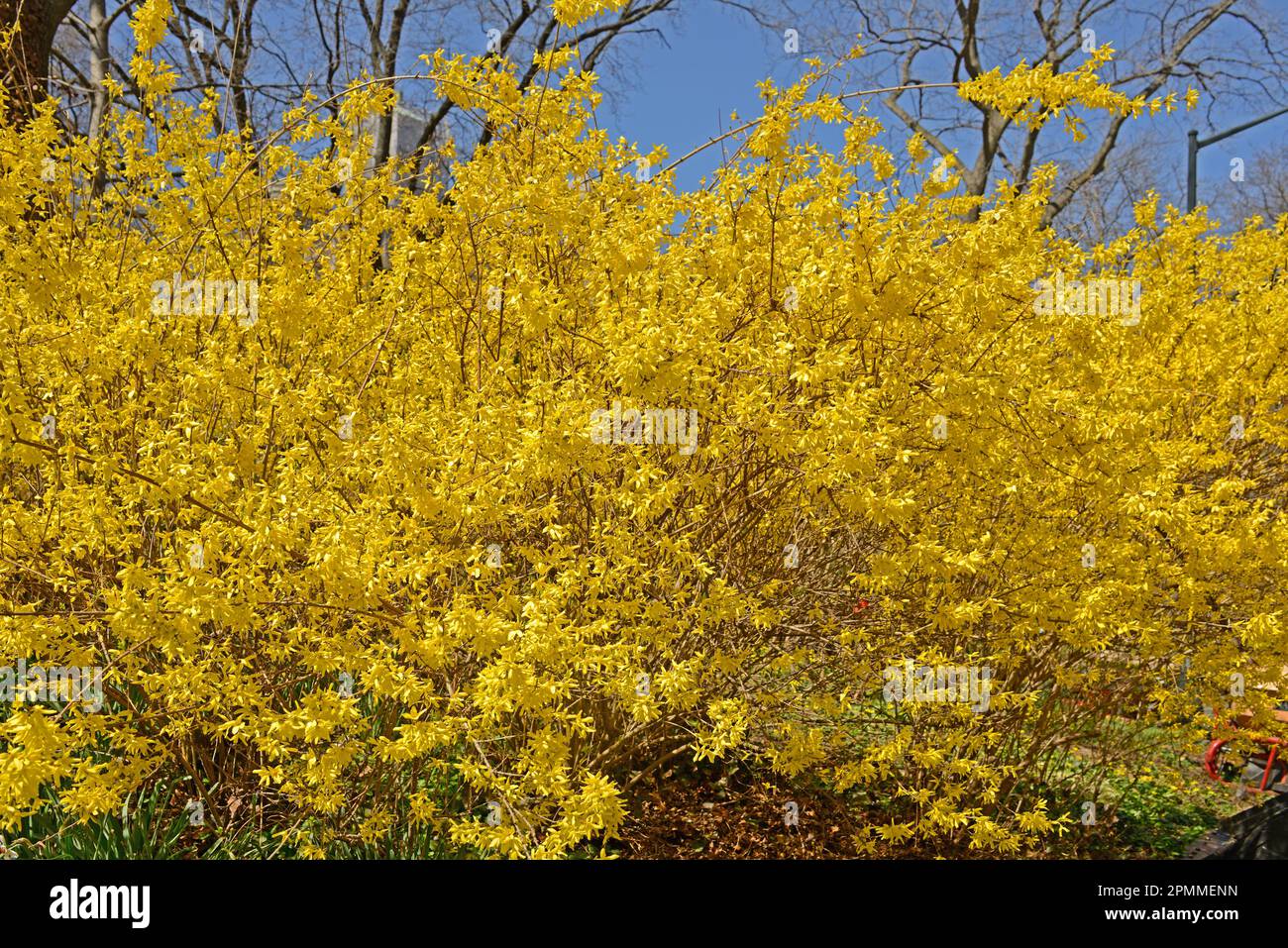 Forsythia, genus of flowering plans in olive family Oleaceae, in Central Park on spring bright day. New York City Stock Photo