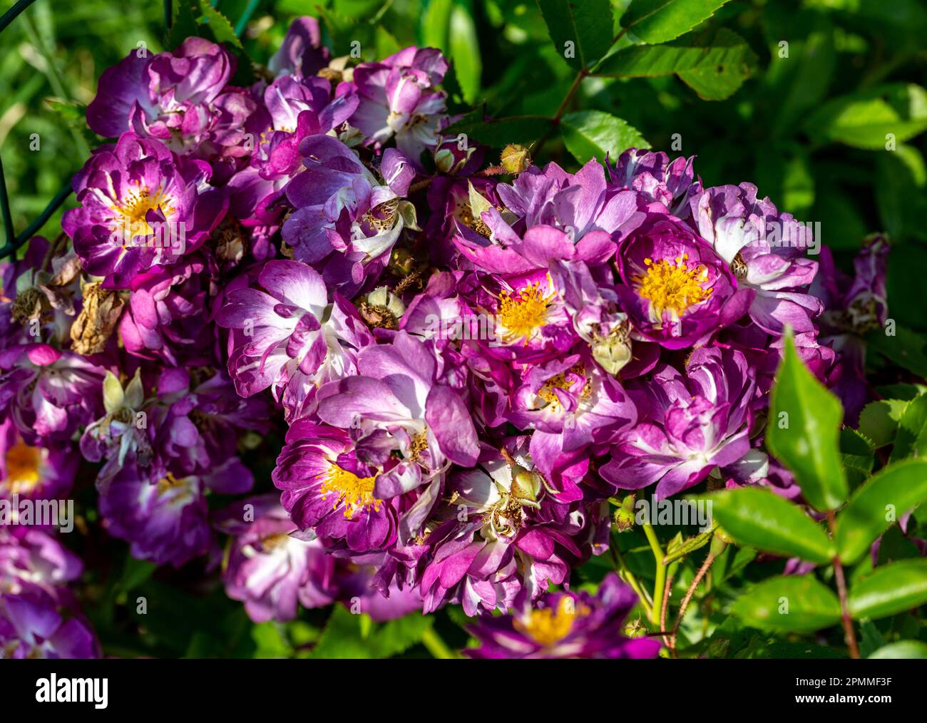 Purple rambler rose hi-res stock photography and images - Alamy