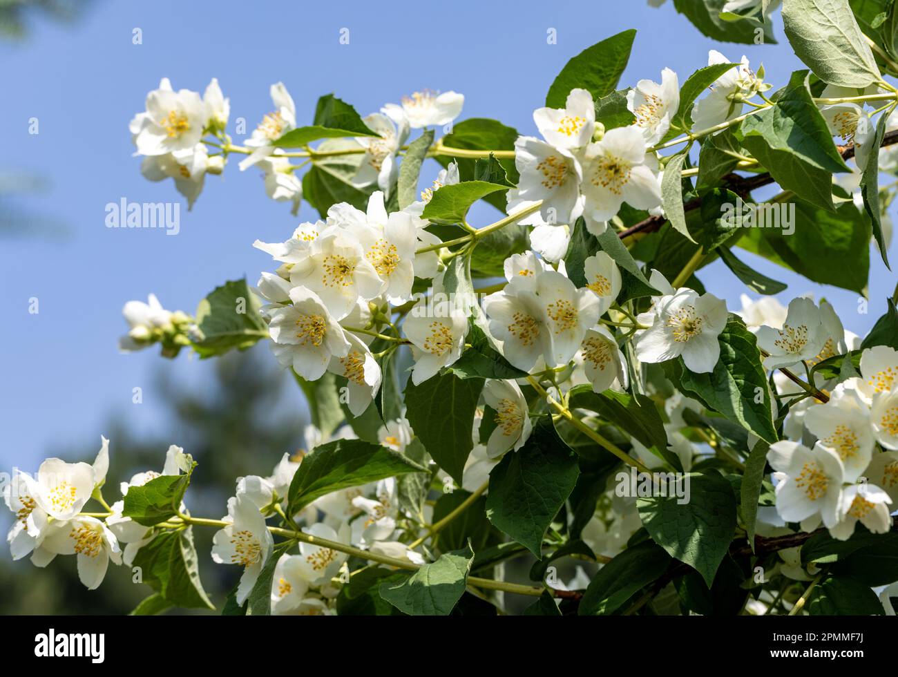 Beautiful white jasmine blossom flowers in spring time. Background with