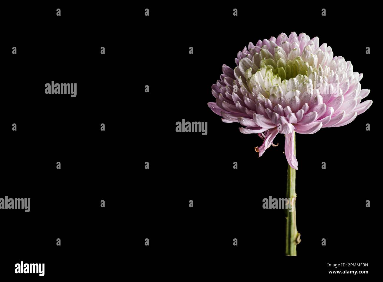chrysanthemum on a black background with a long shutter speed Stock Photo