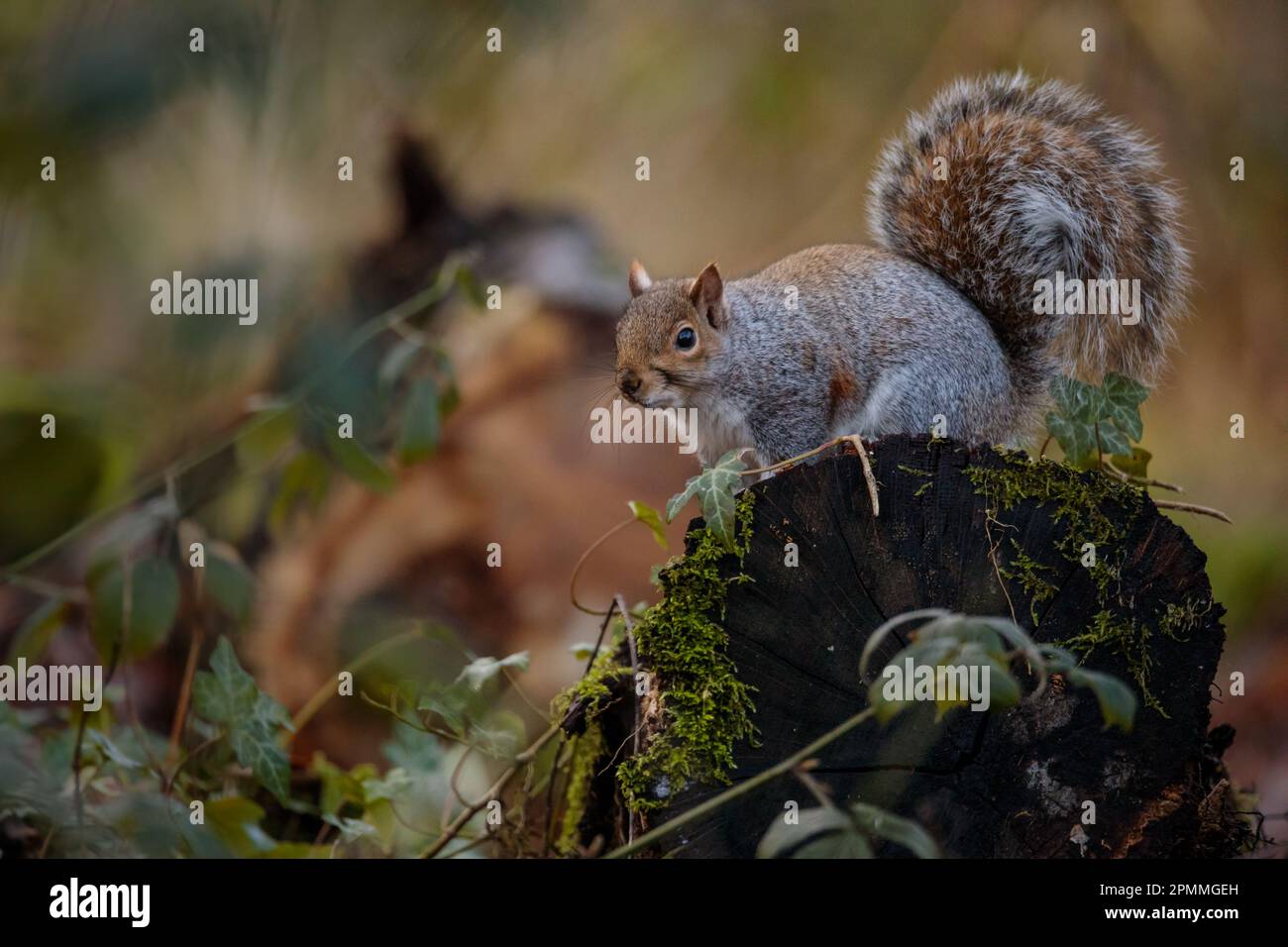 Grey Squirrel, Sciurus Carolinensis, on a moss covered tree stump in the woodlands, Wembley, UK Photo by Amanda Rose/Alamy Stock Photo