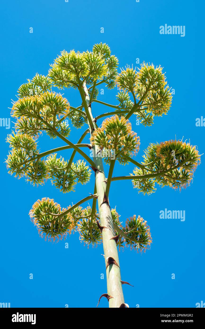 Giant agave flower stalk against blue sky Stock Photo