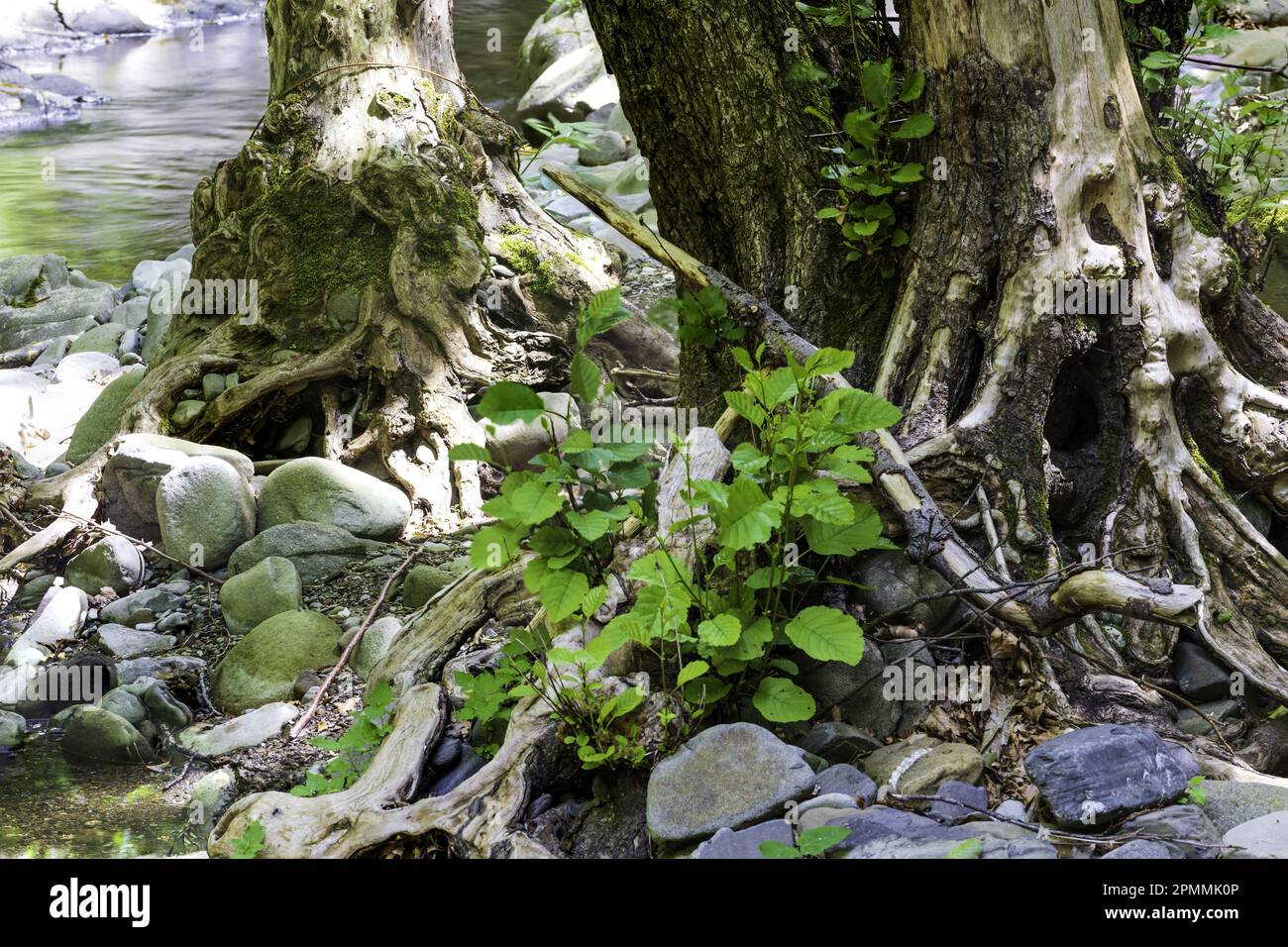 Undergrowth with stream and moss Stock Photo