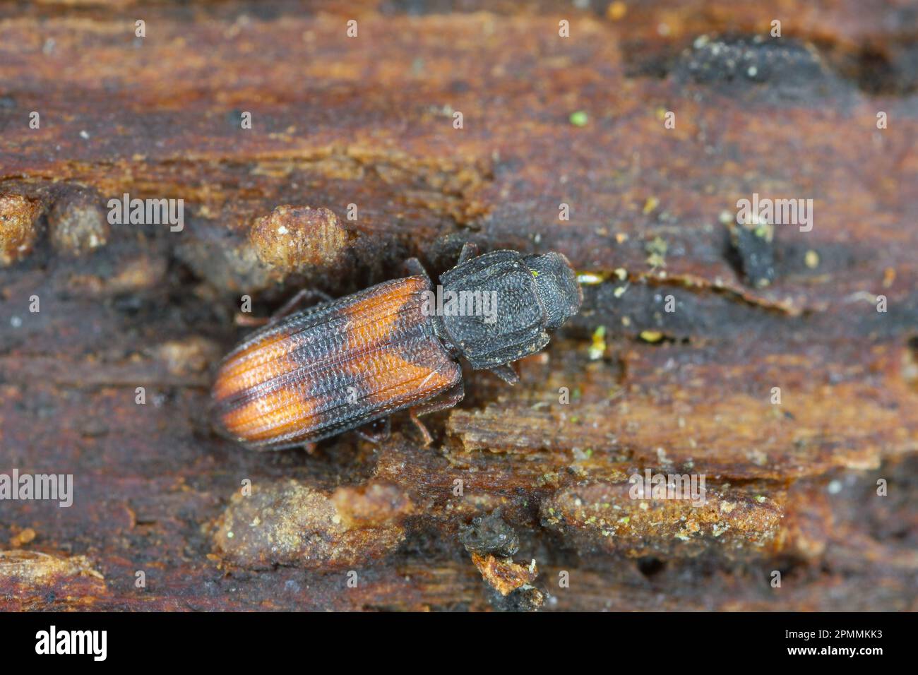 Saddle-backed Bitoma, Wedge-shaped Beetle (Bitoma crenata, Ditoma crenata), on deadwood. Stock Photo