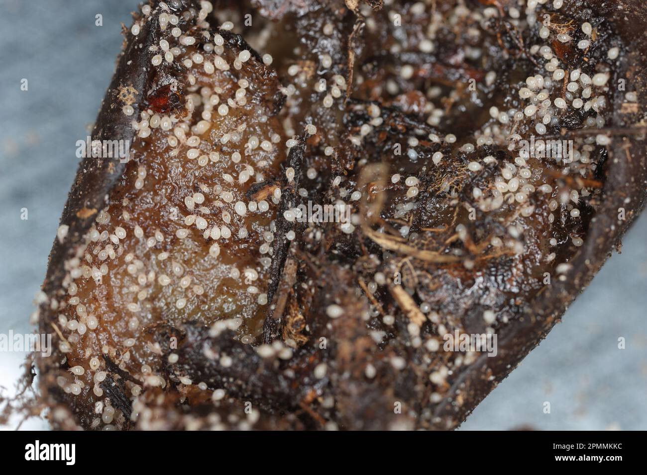 Banana fruit rotten, decayed contained by mites Stock Photo - Alamy