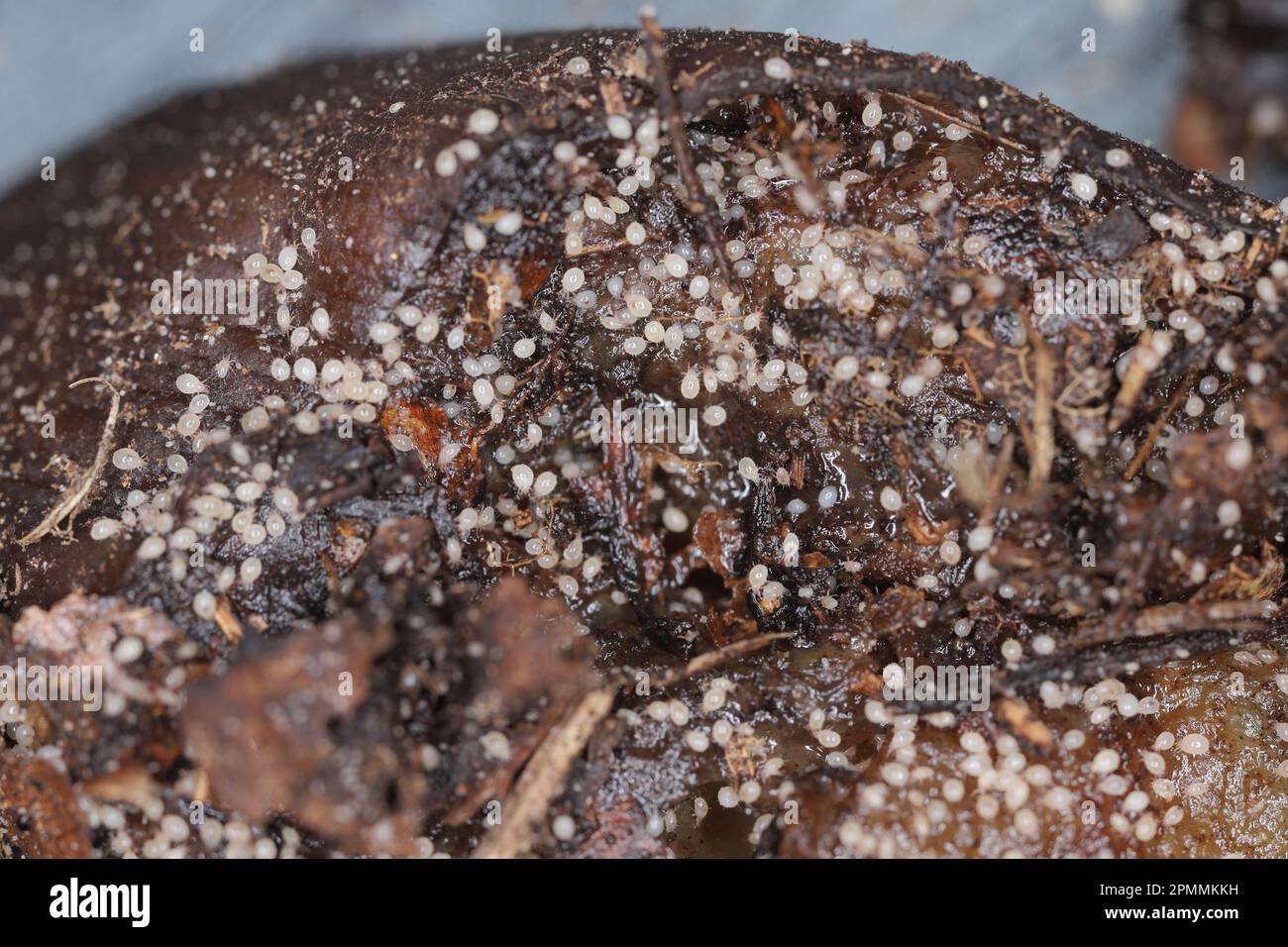 Banana fruit rotten, decayed contained by mites Stock Photo - Alamy