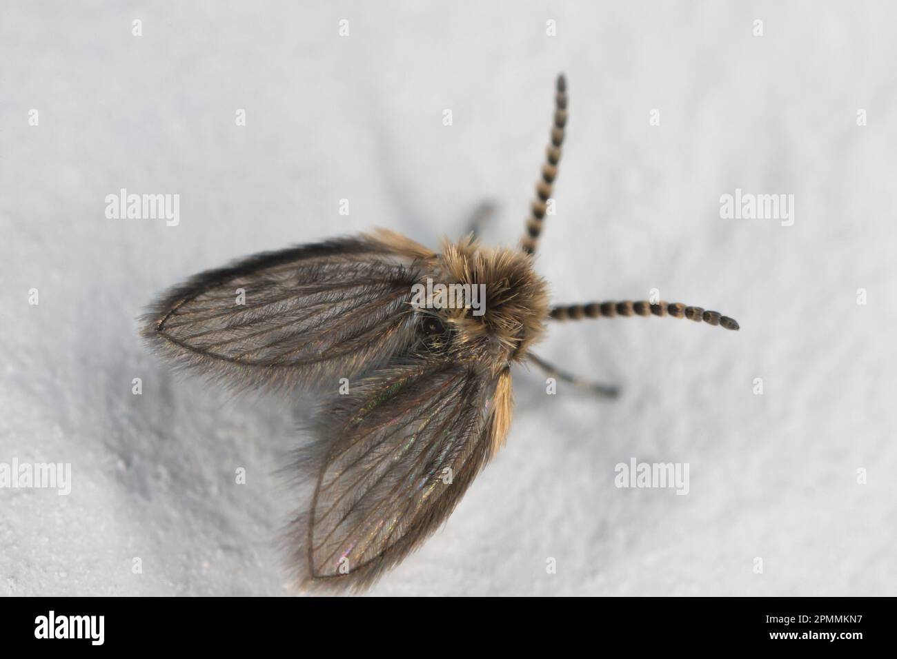 Mothflies, owl midges, sewage farm flies, called also waltzing midges (Psychodidae) on a white wall. Stock Photo