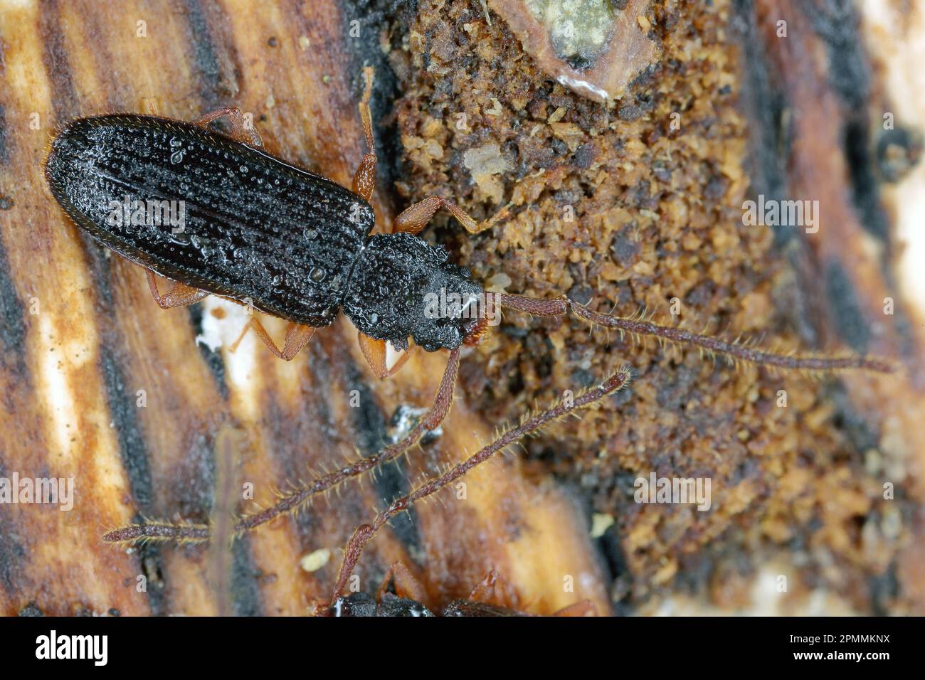 Close-up of a long-horned predatory plate beetle, Uleiota planatus on a piece of bark, wood. Stock Photo