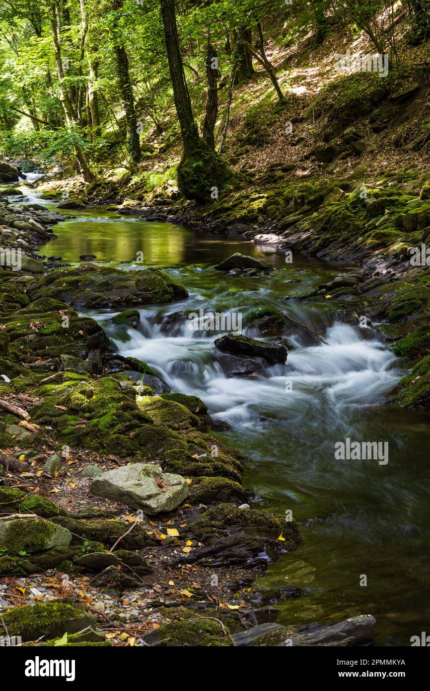 Undergrowth with stream and moss Stock Photo
