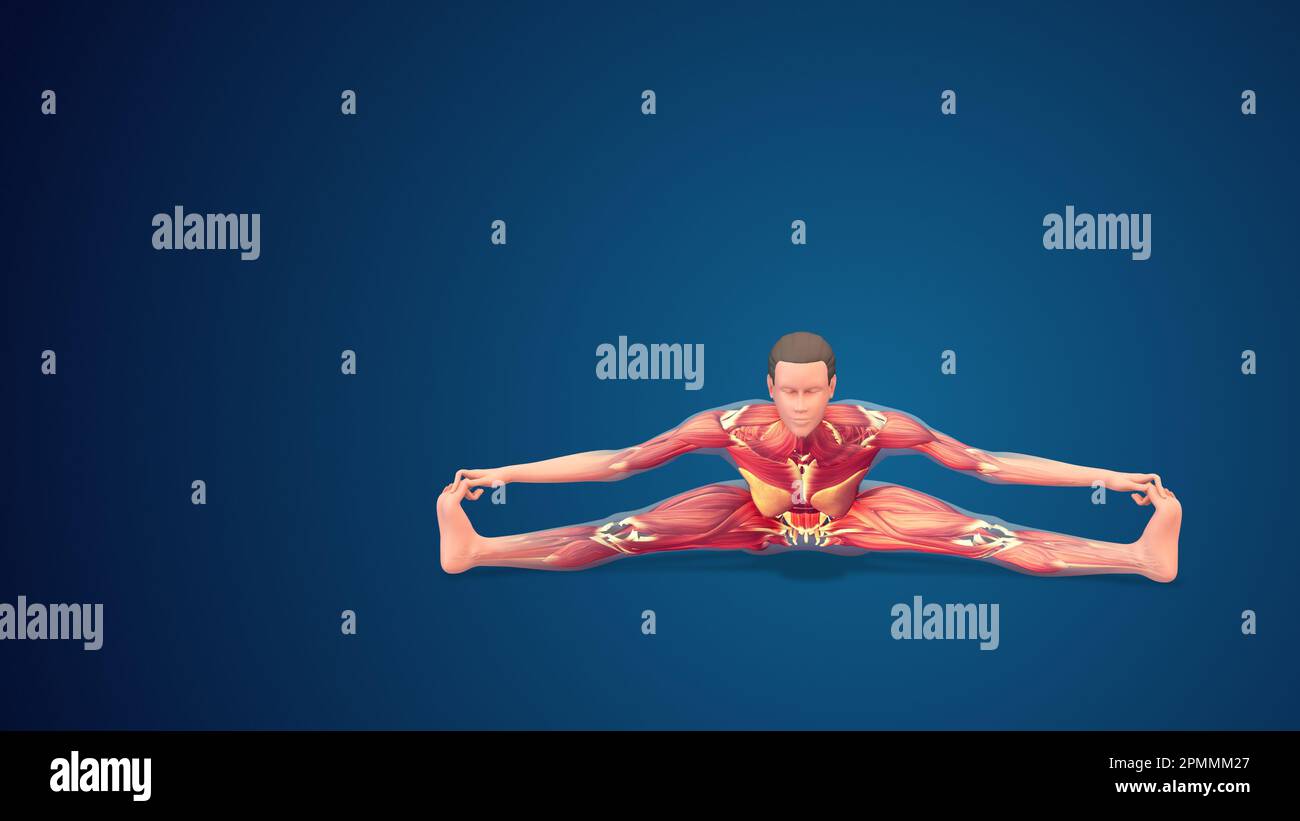 3D human Upavistha Konasana or Seated Wide-Angle yoga pose on blue background Stock Photo