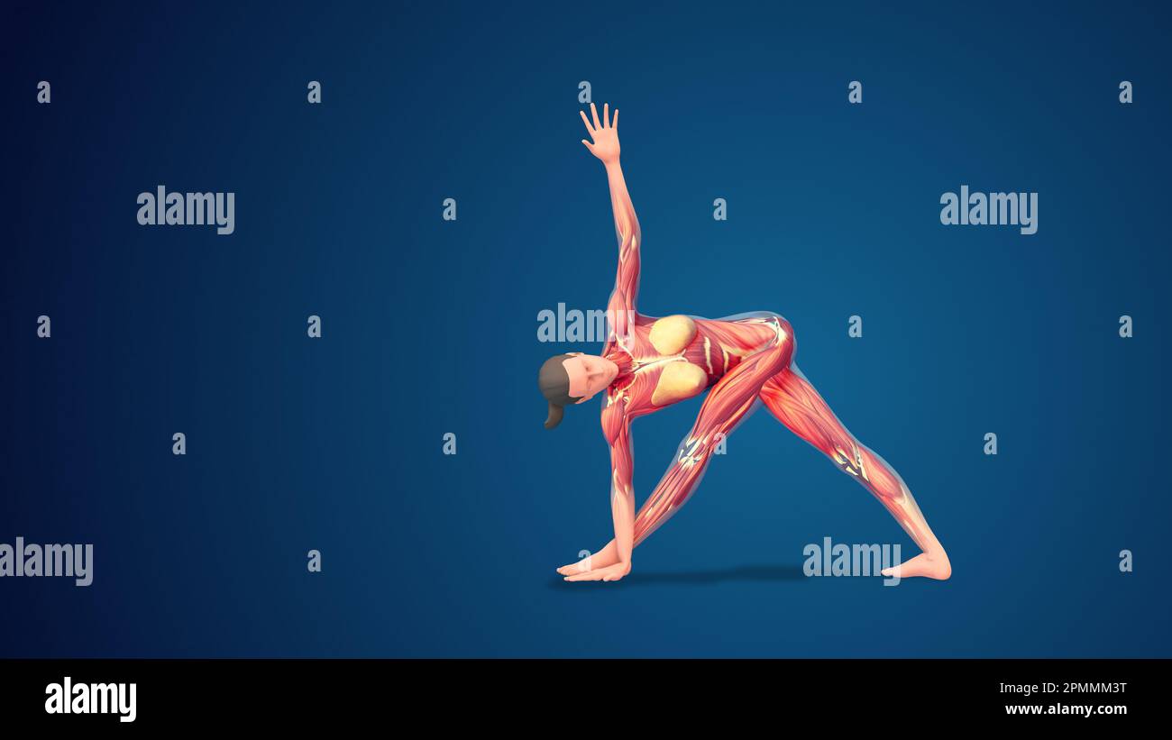 3D human Parivrtta Trikonasana yoga pose on blue background Stock Photo