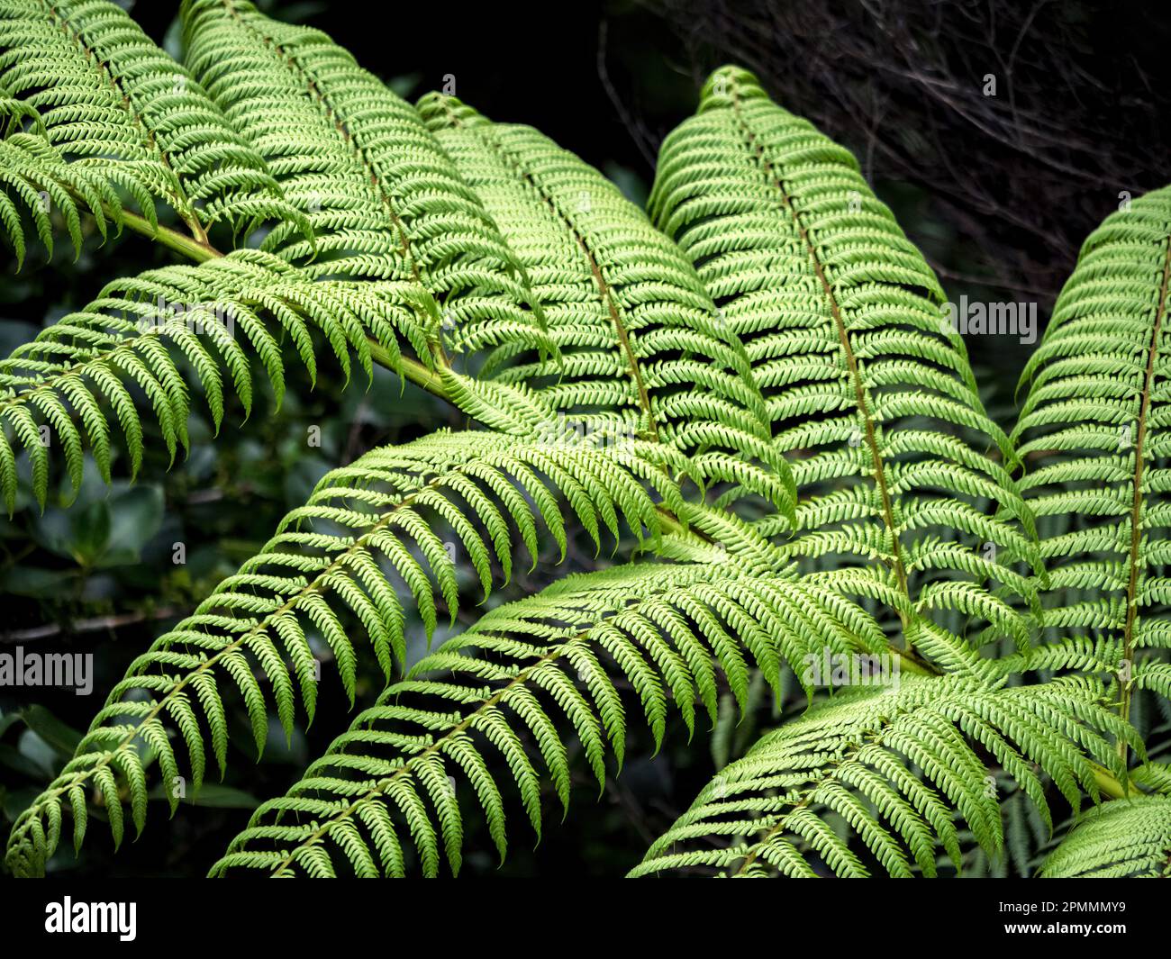 New zealand tree leaves hi-res stock photography and images - Alamy