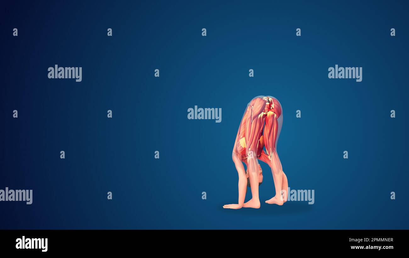 3D human uttanasana yoga pose on blue background Stock Photo