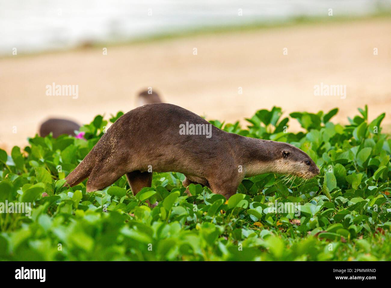 A mature male smooth coated otter leaves the rest of the family resting on the beach to mark his territory, Singapore Stock Photo