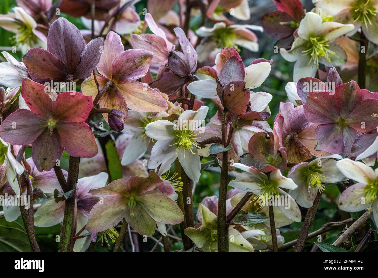 Helleborus niger, Hamburg, Germany Stock Photo