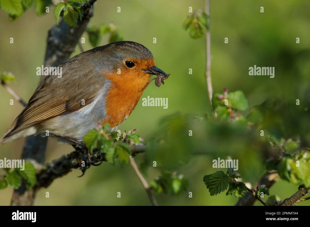European Robin, Erithacus rubecula, perched on a branch eating an ...