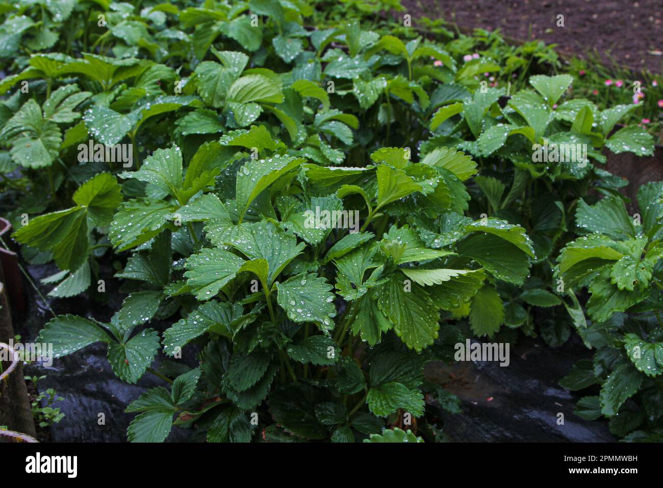 Strawberries growing raised bed hi-res stock photography and images - Alamy