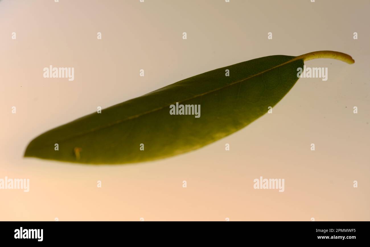 perennial, elongated, stem, trunk, Plant, mosses, green, algae, living, algae, fungi, sunlight