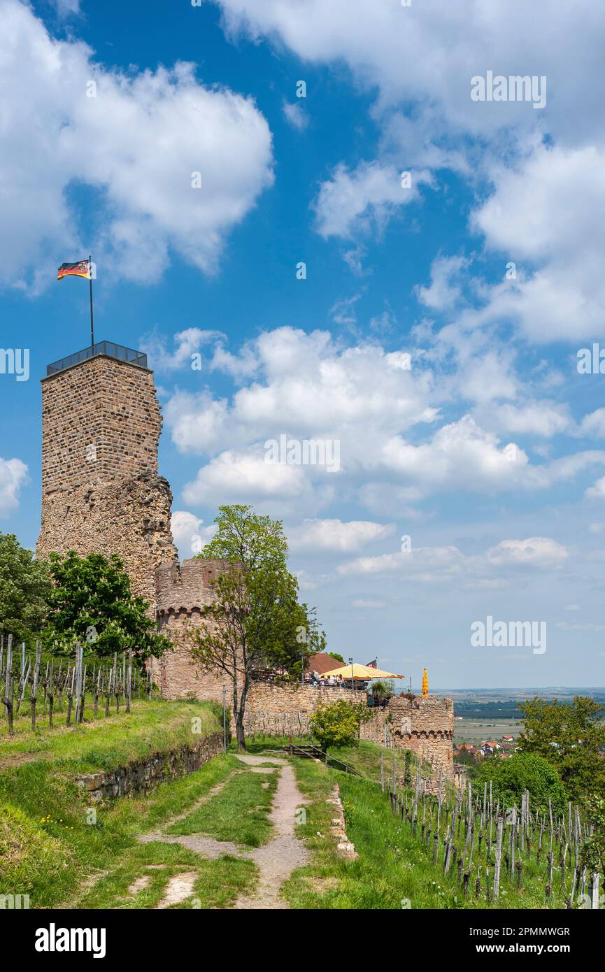View to Wachtenburg castle ruins, Wachenheim, Palatinate, Rhineland-Palatinate, Germany, Europe Stock Photo