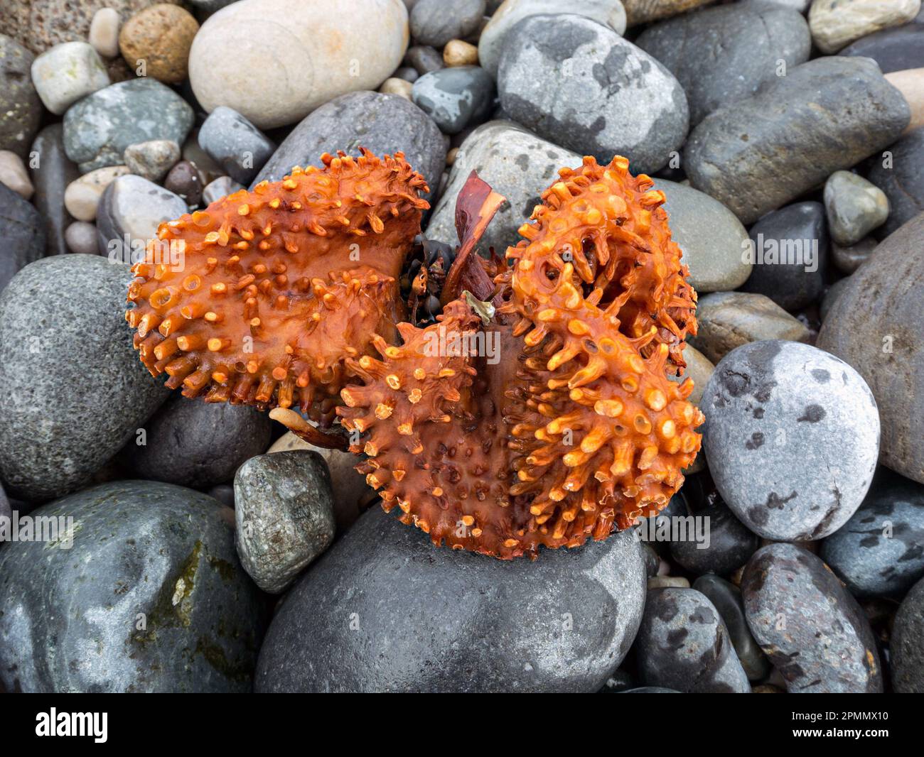 Sea kelp (Furbellow kelp Saccorhiza polyschides) holdfast root washed up on pebble beach, Scaladal Bay near Elgol, Isle of Skye, Scotland, UK Stock Photo