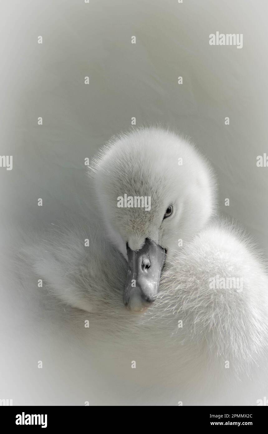 THE MOST ADORABLE images of a newborn swan, a cygnet, in its pristine white colour have been captured in Bedford. Stock Photo